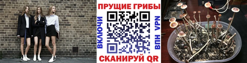 купить   Россошь  Псилоцибиновые грибы GOLDEN TEACHER 